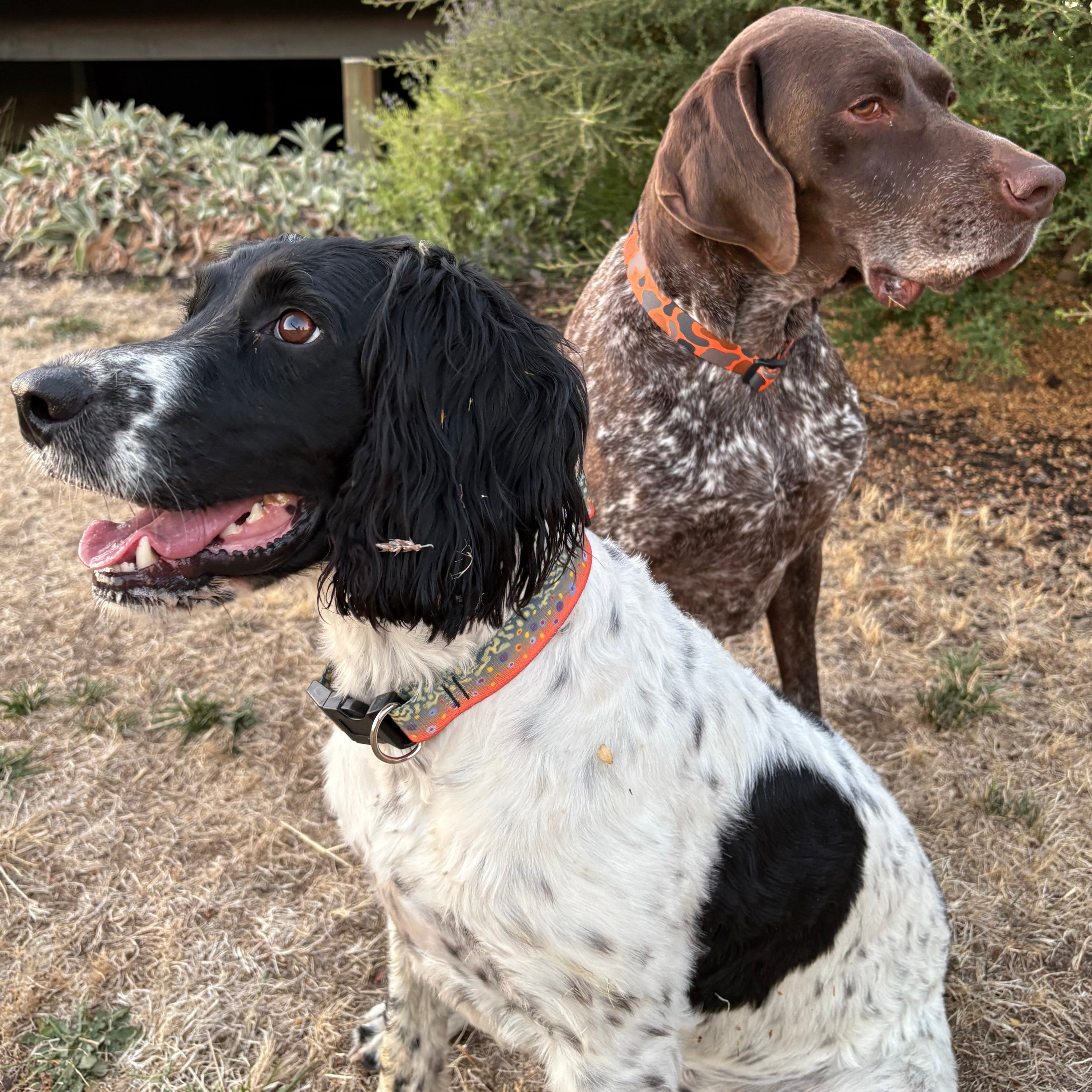 DOG COLLARS